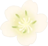 こぼれたビワの花の実の画像