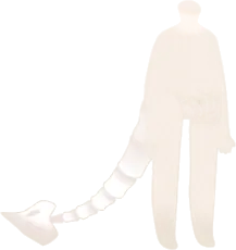 骨の尻尾の画像