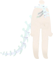 ゴーストブライドのホネホネアクセの画像
