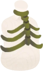 胴を覆う肋骨の画像