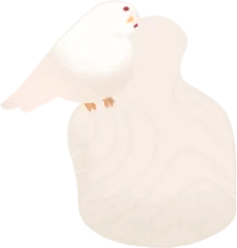 白い鳩・首傾げの画像