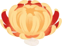 華やかな菊ヘッドの画像
