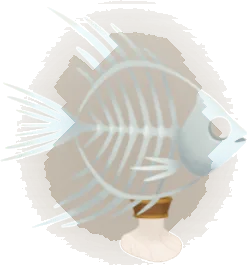 魚類の骨格標本の画像