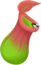 手持ちウツボカズラの画像