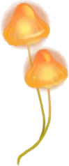 採取したヒカリノキノコの画像