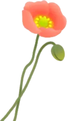 摘んできたポピーのお花の画像