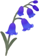 香る青い花の画像