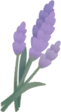 一束のラベンダーの画像