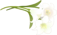 摘んできたユリの画像