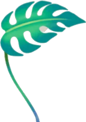手持ちモンステラ・緑の画像