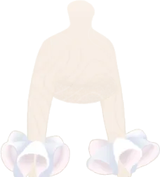 シロキクラゲのフリルカフスの画像