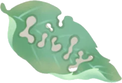 お気に入りの葉っぱの画像