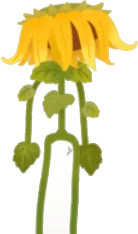 夏のひまわり・しょんぼりの画像