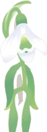 冬のスノードロップ・元気の画像