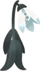 色褪せたスノードロップの画像