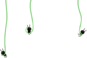 ツルに絡まるクロムシの画像