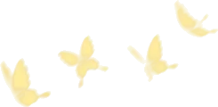 上を飛ぶ蝶の群れの画像