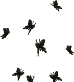 灰雲へ招く黒蝶の画像