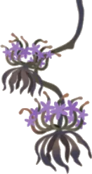 乾燥中の花の画像