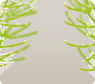 朝露のついたスギナの画像