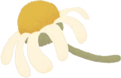 ドライカモミールの画像