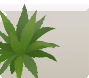 アガベの画像