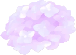 薄紫色の紫陽花の画像