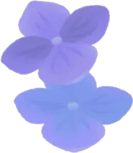 小さな紫陽花の画像
