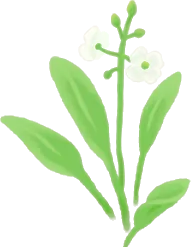 ナガバオモダカの花の画像