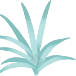 細長い葉の温室の植物・緑の画像