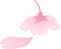 舞い落ちた桜の花の画像