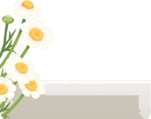 ワイルドカモミール・左の画像