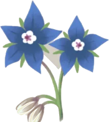 ルリジサの花の画像