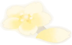 舞い落ちた金桜の画像