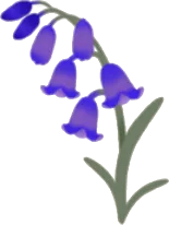 小さな青い花・左の画像