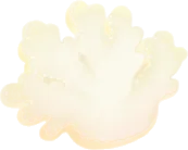 白い珊瑚クッションの画像