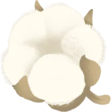 ふんわりしたコットンフラワーの画像
