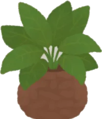 小さな観葉植物の画像