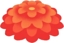 赤い菊花の画像