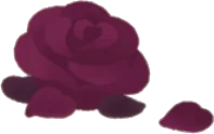 薔薇のドライポプリの画像