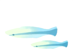 クジラの夢のホンソメワケベラの画像