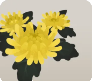 黄色い菊の画像