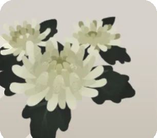 白い菊の画像