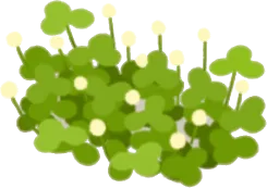 柚子の丘の雑草・左の画像