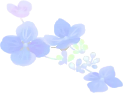 色混ざる紫陽花の画像
