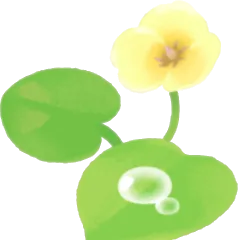 ウォーターポピーの花・左の画像