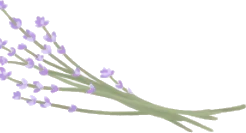 ドライラベンダーの画像