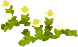 花のように見える苔の画像