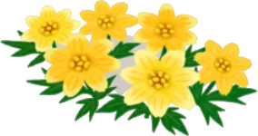 ハチミツ色の花の画像