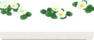 群生する白いフヨウカタバミの画像